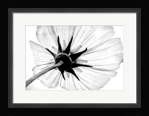Framed Anemone Print