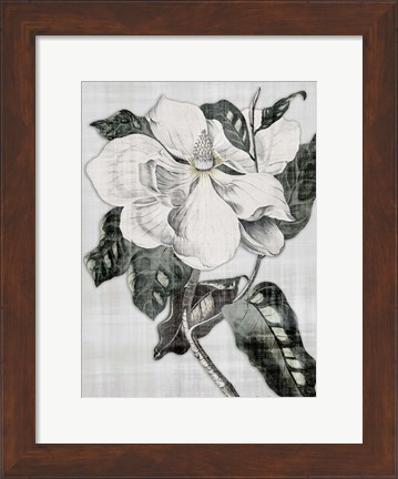 Framed Southern Magnolia 1 Print