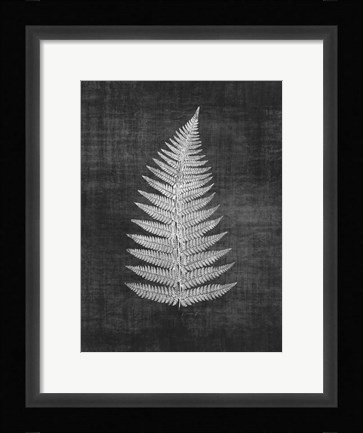 Framed Astor Fern 1 Print
