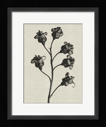 Framed Fern Triptych 2 Print