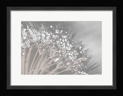 Framed Dandelion 2 Print