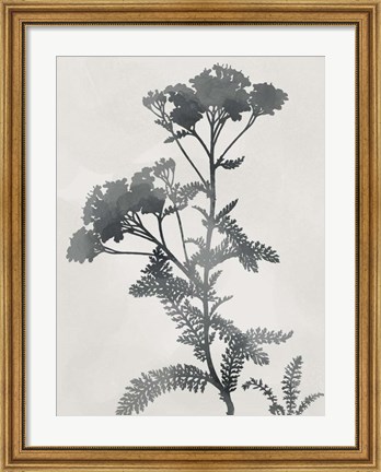Framed Shadowed Botanical Print