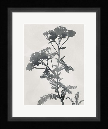 Framed Shadowed Botanical Print