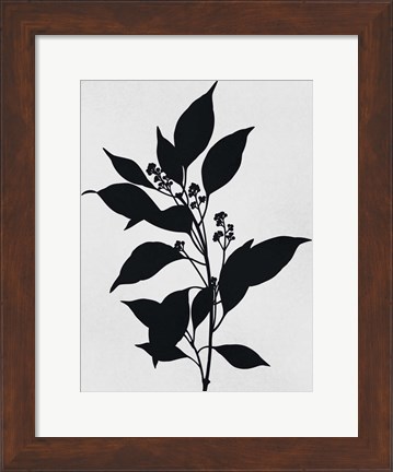 Framed Silhouetted Inverted Growth Print