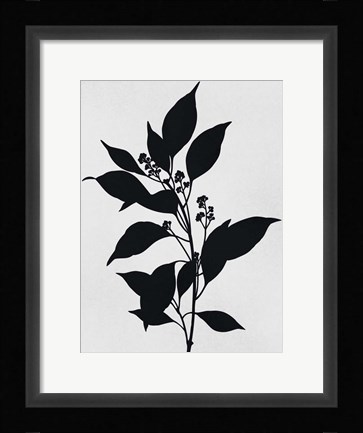 Framed Silhouetted Inverted Growth Print