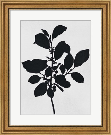 Framed Silhouetted Inverted Growth 2 Print