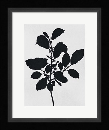Framed Silhouetted Inverted Growth 2 Print