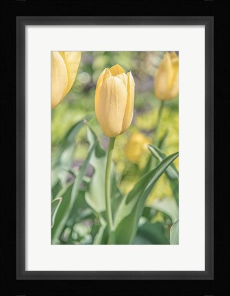 Framed Obsequious Traditions Print