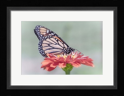 Framed Pristine Desire 1 Print