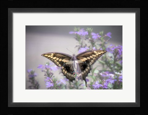 Framed Pristine Desire 2 Print