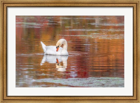 Framed Mill Pond October Print
