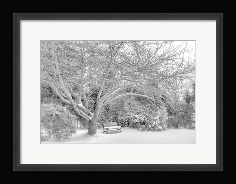 Framed Aboretum December 2 Print