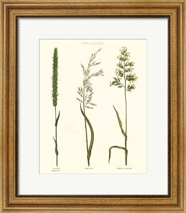 Framed Herbal Botanical Study II Ivory Print