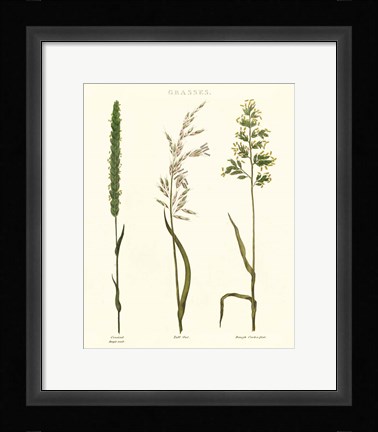 Framed Herbal Botanical Study II Ivory Print