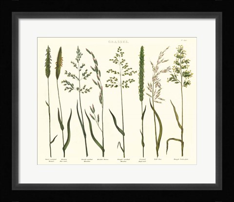 Framed Herbal Botanical VII Ivory Print