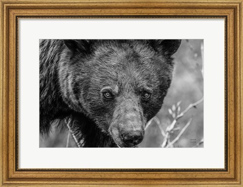 Framed Bear Portrait BW Print