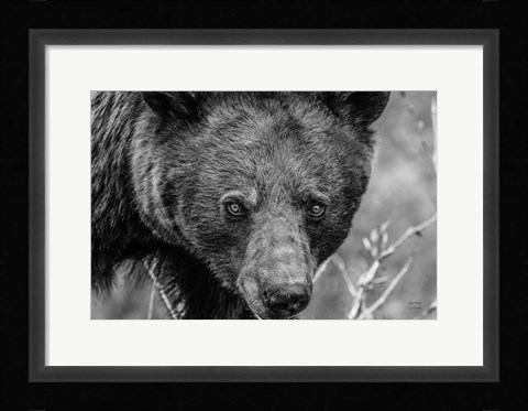 Framed Bear Portrait BW Print