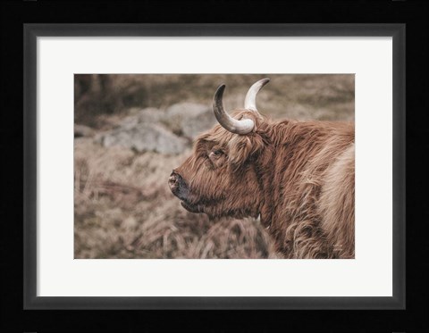 Framed Highland Cow on Watch Faded Print