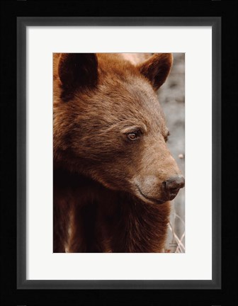 Framed Bear Profile I Print