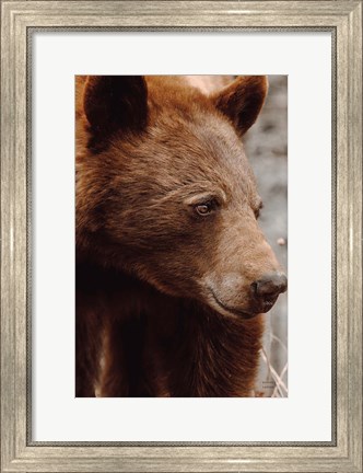 Framed Bear Profile I Print