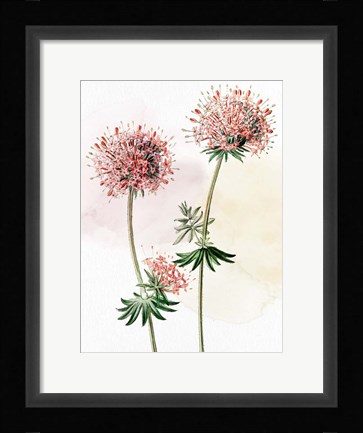 Framed Watercolor Crosswort Print