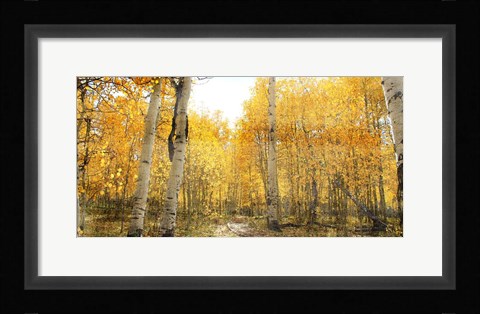 Framed Aspen Pathway Print