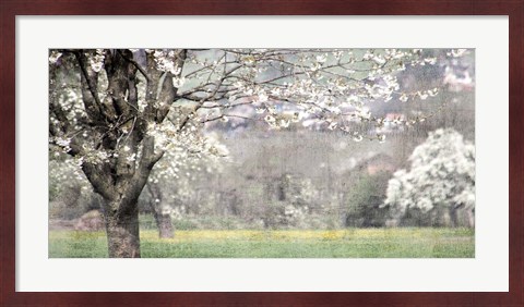 Framed Apple Blossom Print