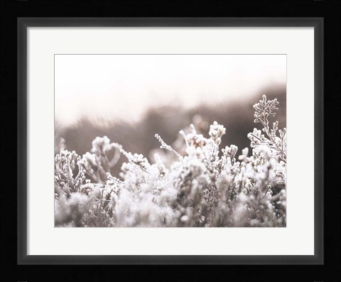 Framed Cashmere Frost Print