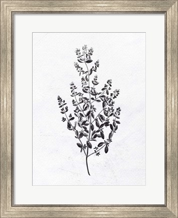 Framed Pressed Herbs 1 Print