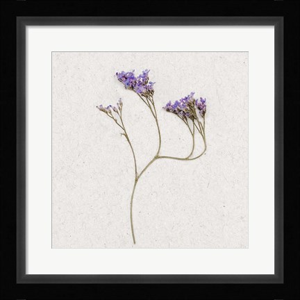 Framed Dainty Purple 2 Print