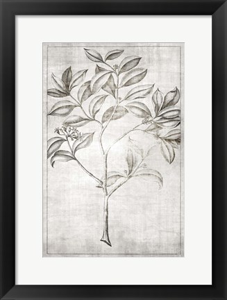 Framed Antique Palm 1 Print