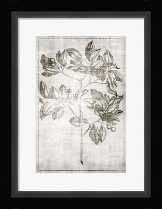 Framed Antique Palm 2 Print