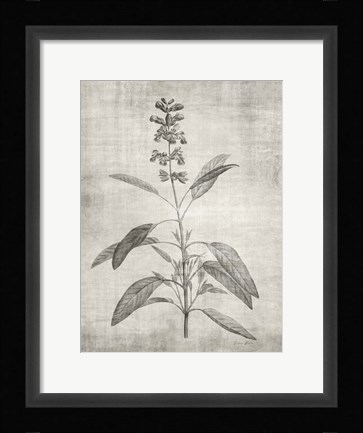 Framed Sepia Botanical 1 Print