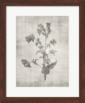 Framed Sepia Botanical 4 Print