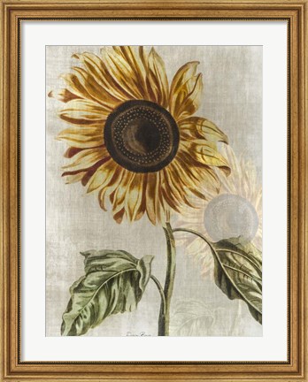 Framed Sunflower 1 Print