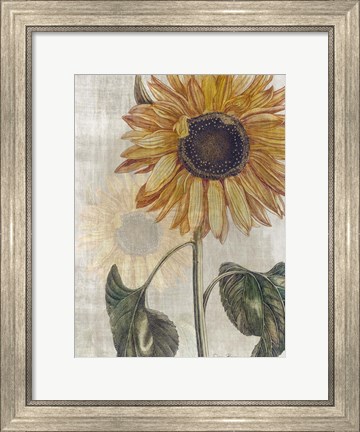 Framed Sunflower 2 Print