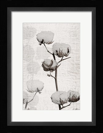 Framed Cotton Stem 1 Print