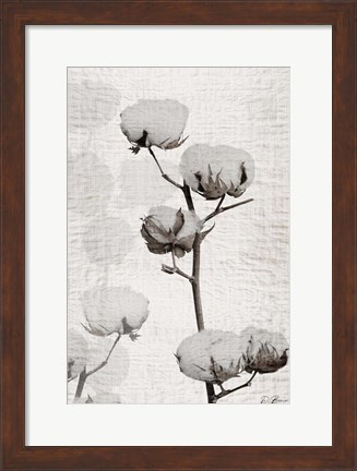 Framed Cotton Stem 1 Print