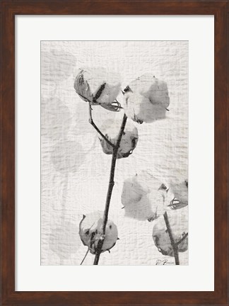 Framed Cotton Stem 2 Print
