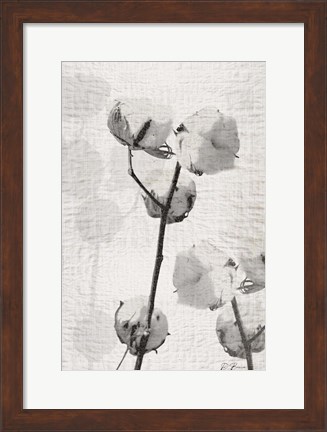 Framed Cotton Stem 2 Print