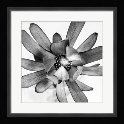 Framed Flower Print