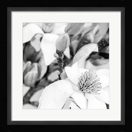 Framed Magnolia Print