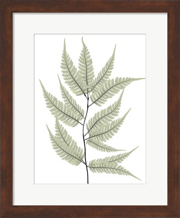 Framed Fern Tree Print