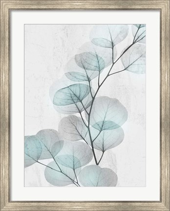 Framed Eucalyptus Glow 4 Print