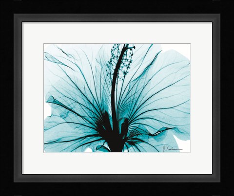 Framed Aqua Hibiscus Print