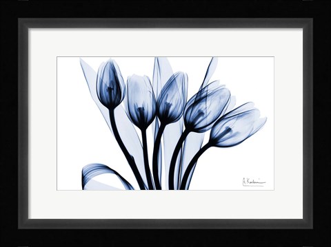 Framed Marvelous Indigo Tulips 2 Print