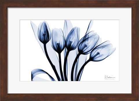 Framed Marvelous Indigo Tulips 2 Print