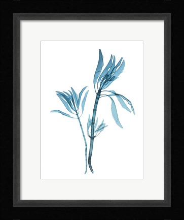 Framed Blue Leucadendron Print
