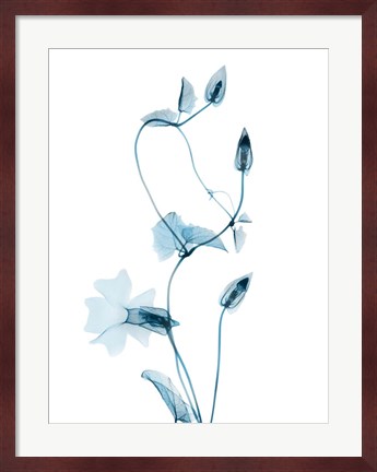 Framed Blue Disticta Print