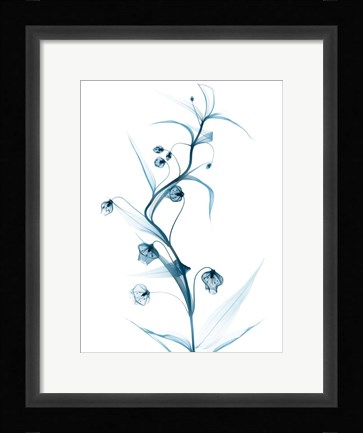 Framed Blue Globe Lily Print